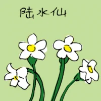 White Narcissus (3526) illustration