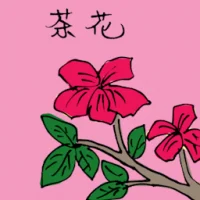 Camellia (3527) illustration