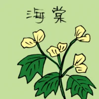 Begonia (3528) illustration