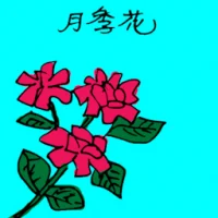 China Rose (3532) illustration