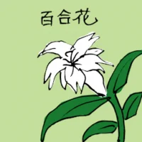 White Lily (3533) illustration