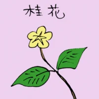 Osmanthus (3541) illustration