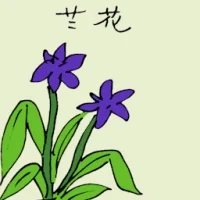 Purple Orchid (3544) illustration