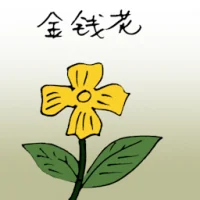 Daisy (3545) illustration