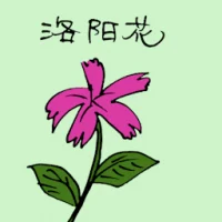 Chinese Pink (3547) illustration
