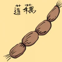 莲藕 (3558) illustration