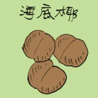Sea Coconut (3582) illustration