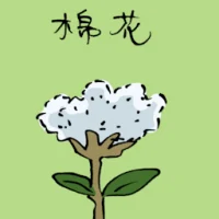 棉花 (3584) illustration