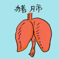 Pork Lungs (3639) illustration