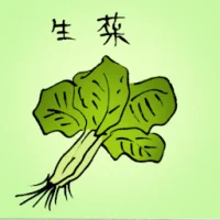 Lettuce (3674) illustration