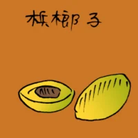 Areca Nut (3715) illustration