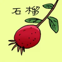 Pomegranate (3720) illustration