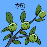 Plum Flower (3722) illustration