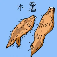 Tapioca (3739) illustration