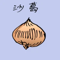 Brown Turnip (3814) illustration