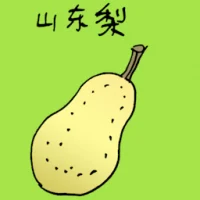 China Pear (3847) illustration