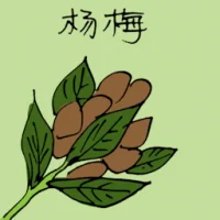 Red Bayberry (3871) illustration