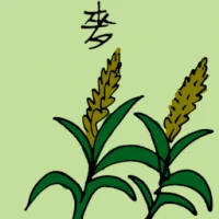 Wheat (3881) illustration