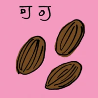 可可 (3899) illustration