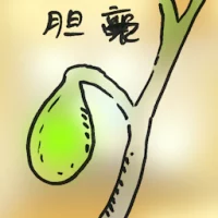 Gallbladder (4964) illustration