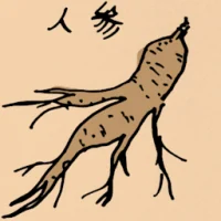 Ginseng (5020) illustration