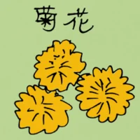 Chrysanthemum (5046) illustration