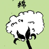 Cotton (6643) illustration