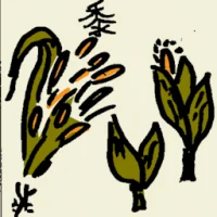 Broomcorn (6663) illustration