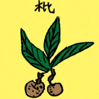 Loquat Plant (6761) illustration
