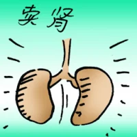 Sell Kidney (7779) illustration