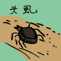Head Lice Infestation (8486) illustration